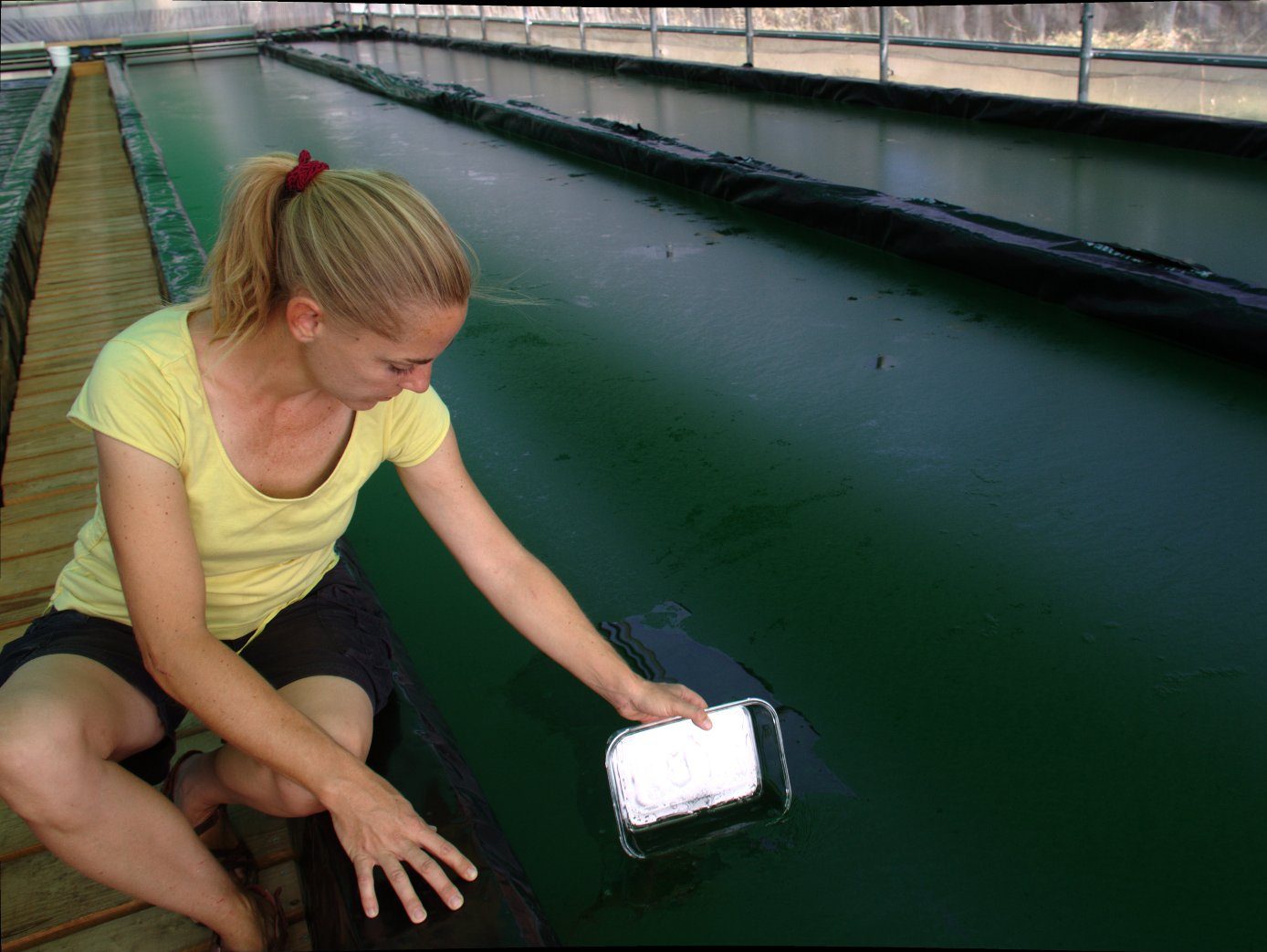 alga espirulina piscinas naturales Ainhoa